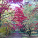 Alice Maple Photo 14