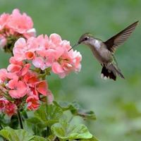 Carol Rickabaugh Photo 5