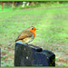 Robin Welsh Photo 23
