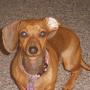 Debbie Pruitt Photo 20