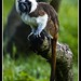 Thomas Cotton Photo 29
