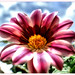 Jeri Flowers Photo 8