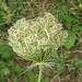 Anne Sharp Photo 18