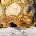 Robin Flint Photo 16