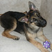 Georgia Shepherd Photo 15