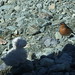 Robin Lambert Photo 11