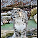 Daniel Leopard Photo 12