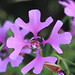 Robin Pink Photo 8