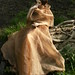 Serah Cho Photo 8