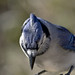 Jay Peck Photo 19
