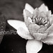 Sharon Powell Photo 22