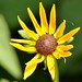 Susan Flowers Photo 16