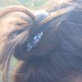 Annie Cheng Photo 35