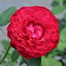 Janice Rose Photo 19