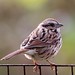 Judith Sparrow Photo 7