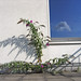 Alan Weisman Photo 14