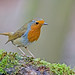 Robin Heath Photo 28