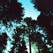 Stephen Pine Photo 26