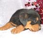 Lori Haines Photo 26