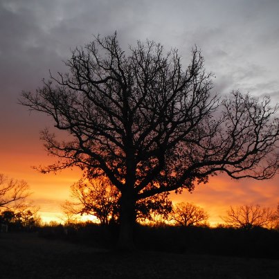 Sharon Collins Photo 9