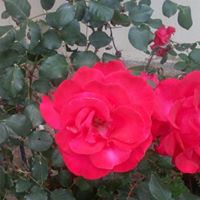 Rhonda Scott Photo 3