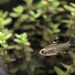 Ray Fish Photo 19