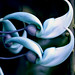 Douglas Vines Photo 8