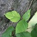 Ivy Williams Photo 38