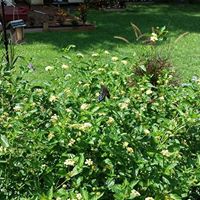 Debra Chapman Photo 20