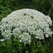 Anne Lanham Photo 10