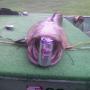 Steven Irwin Photo 35