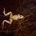 Robert Bain Photo 50
