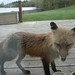 Felix Fox Photo 5