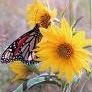 Elizabeth Hawk Photo 34