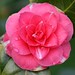 Camellia Jenkins Photo 8