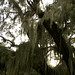 Debbie Moss Photo 23