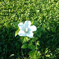 Jeanne Nichols Photo 24