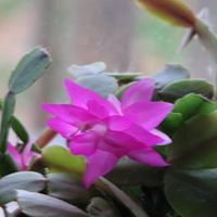 Ruth Bowe Photo 17
