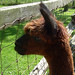 Richard Llamas Photo 26