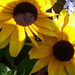 Susan Fredricks Photo 10