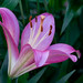 Cherri Green Photo 15
