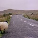 Misty Lamb Photo 11