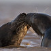 Donna Faulkner Photo 15