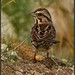 Susan Forsythe Photo 19