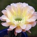 Arleen Green Photo 13