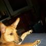 Drew Robinson Photo 42