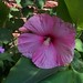 Jeanette Flowers Photo 31