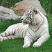 Tiger Swan Photo 7