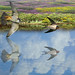 Heather Swallow Photo 1