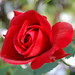 Lisa Reis Photo 38